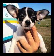 abbey8weekschipup.jpg