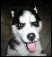 aluskypuppymaleblackandwhitetikedenozzo9weeks-5.jpg