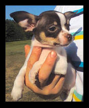 bambino8weekschipup2.jpg