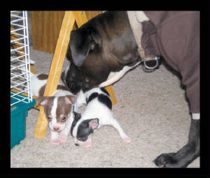 bellwithpups.jpg