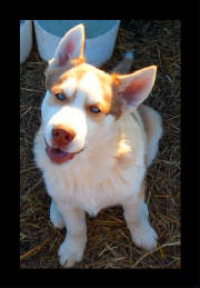 big-red-alusky-16weeks6.jpg