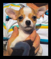 boo8weekschipup.jpg