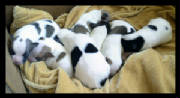 chihuahuapups8daysold016.jpg
