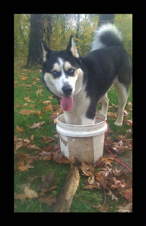 denozzo-cooling-his-paws-after-a-long-walk.jpg