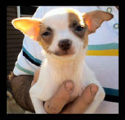 gidget8weekschipup.jpg