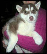 kodiakmalechocolatealusky8weeks.jpg
