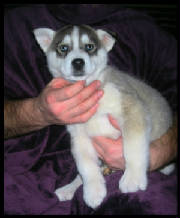 lokimalesilveralusky8weeks.jpg