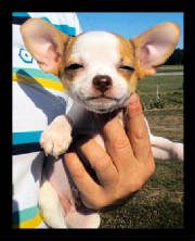 phayleen8weekschipup.jpg