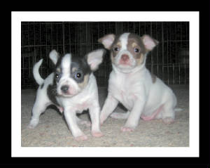 picsofdogsandpuppies061.jpg