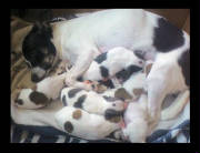 pitaandpups3.jpg