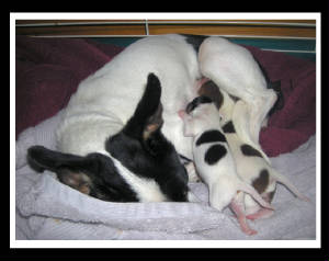 pitaandpupsjust3daysold.jpg