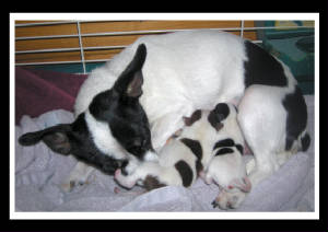 pitaandpupsjust3daysold2.jpg