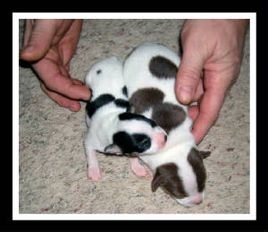 pitaspups1weekold2009.jpg