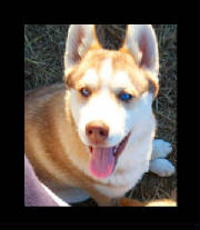 scarlett-alusky-pup-16weeks4.jpg