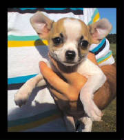squirt8weekschipup.jpg