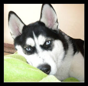 sweetpea-jozie-alusky-litter-2009-1.jpg