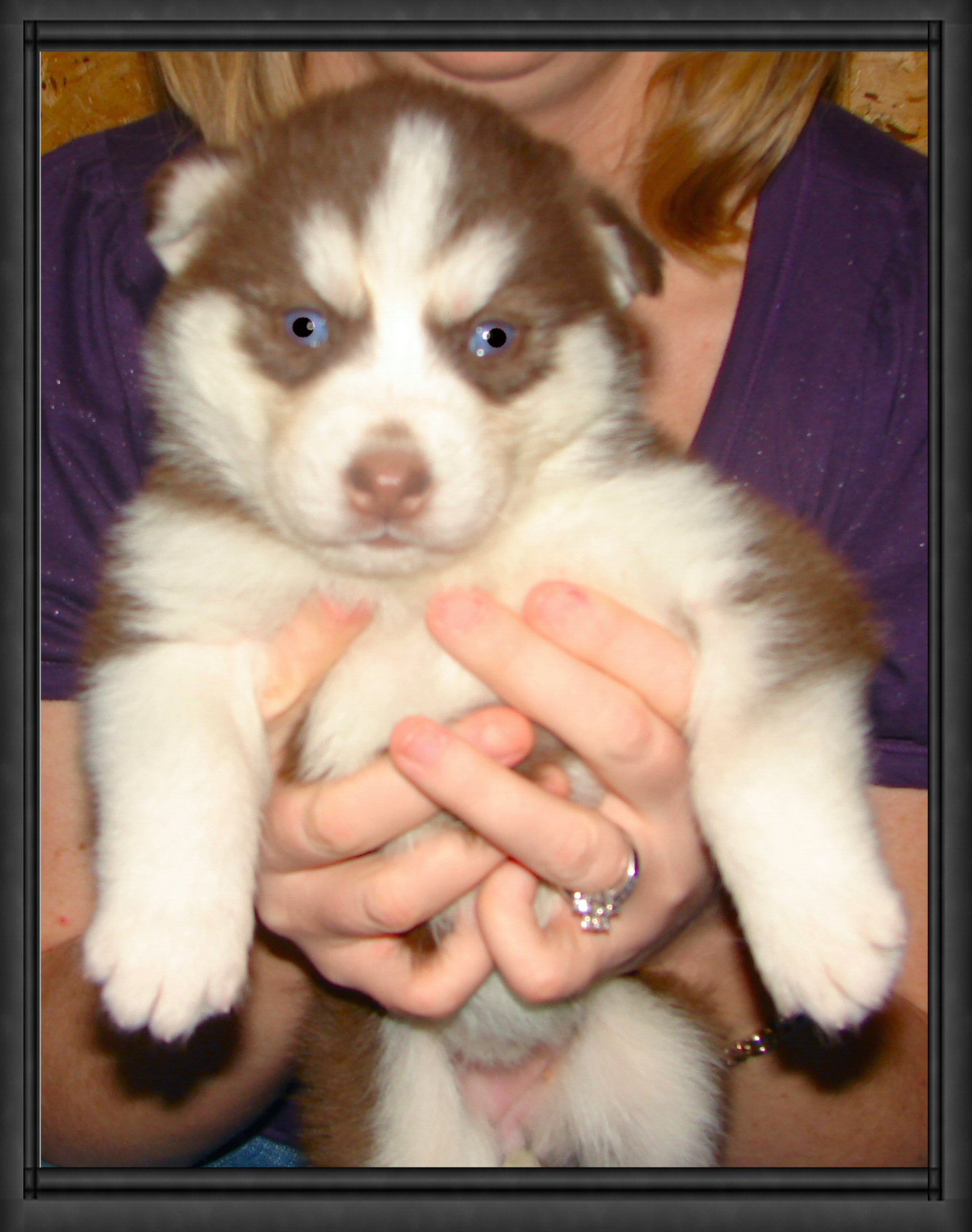 angelpup.jpg