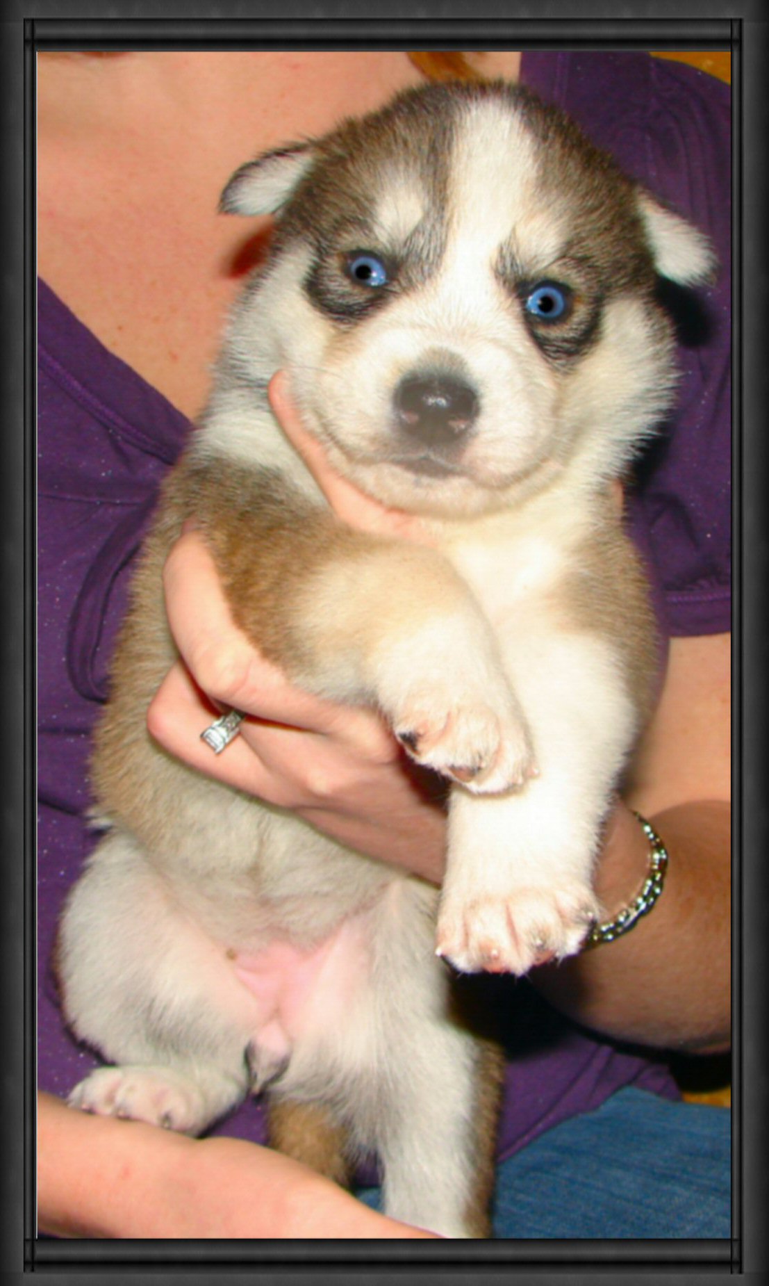 beautypup.jpg