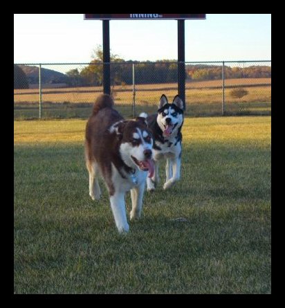 big-boy-truman-and-dakota-playing3.jpg