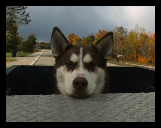 big-boy-truman-going-for-ride-in-truck3.jpg