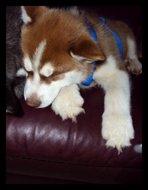 big-boy-truman2.jpg