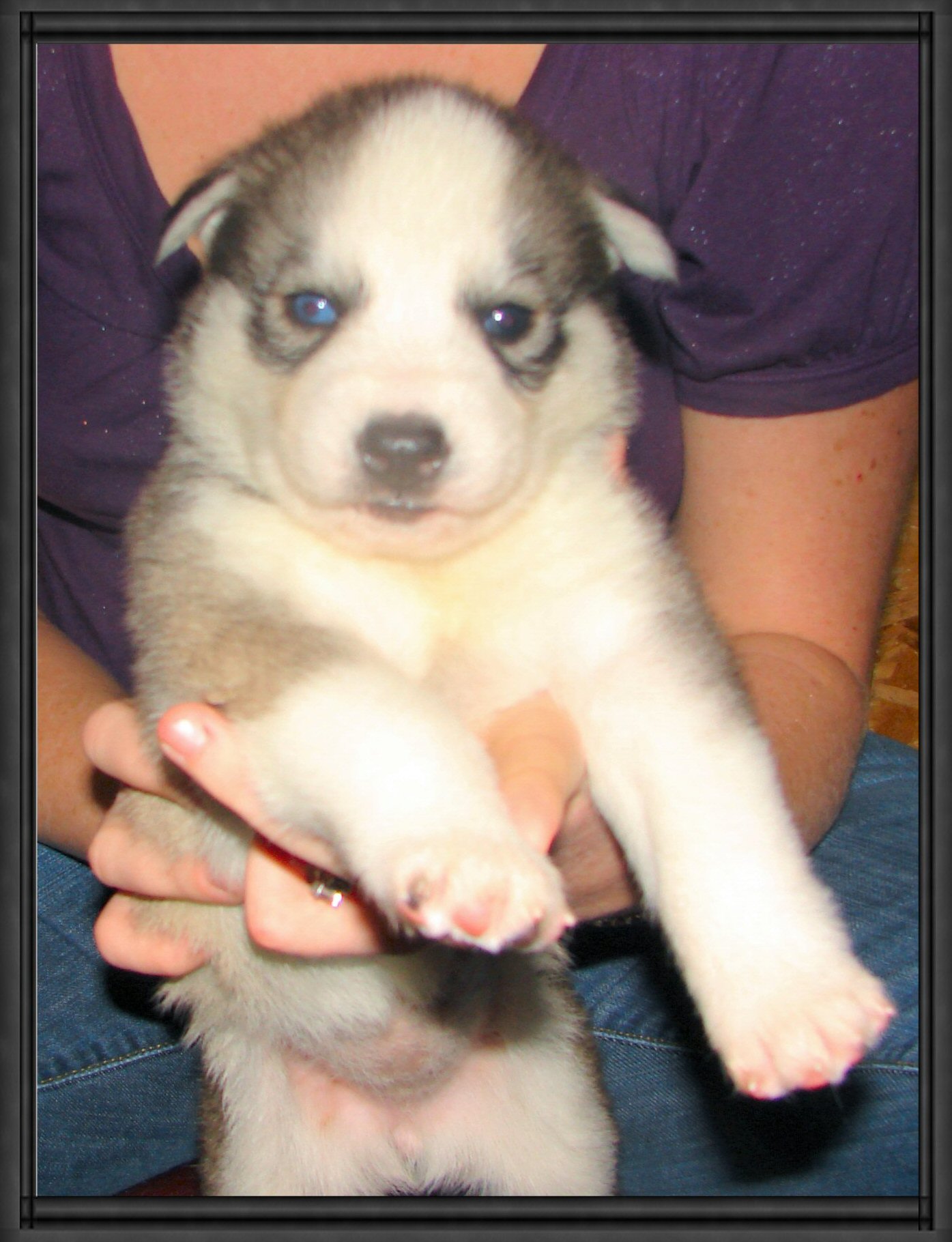 blizzardpup.jpg