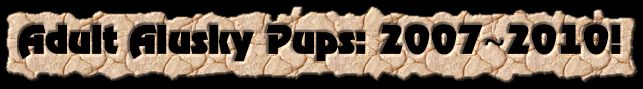 cooltext-adult-alusky-pup-pics.jpg