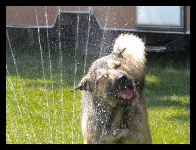 seargent-mitchell-sprinkler.jpg