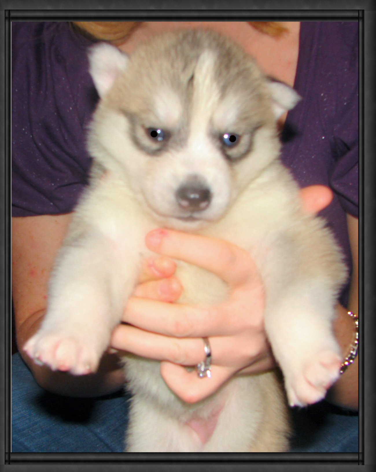shyshypup.jpg