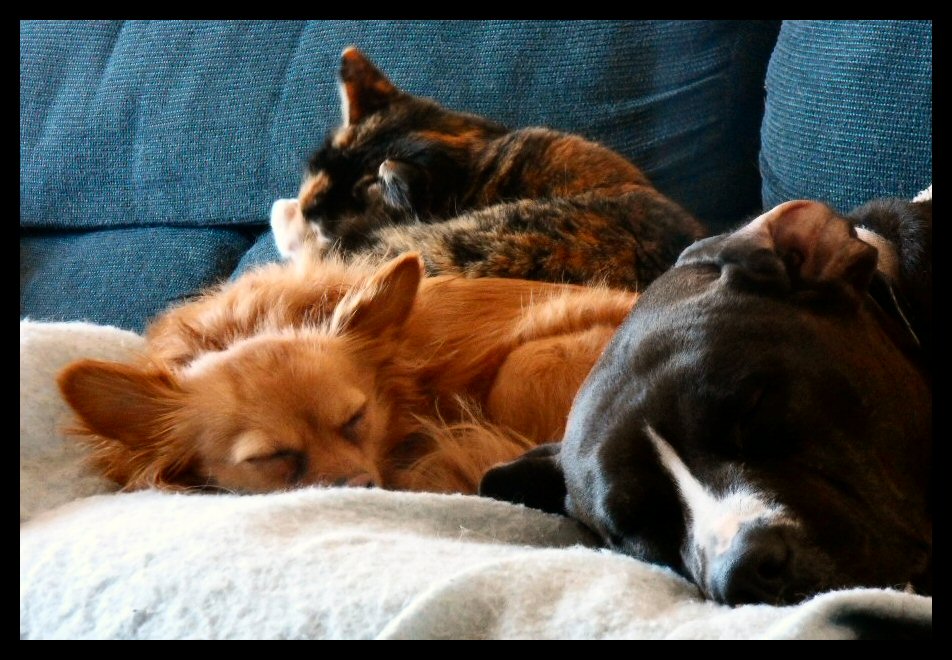 tinker-with-belle-and-max1.jpg