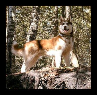 truma-1yearold-1st-2009litter-bigboy_jpg_w300h294.jpg