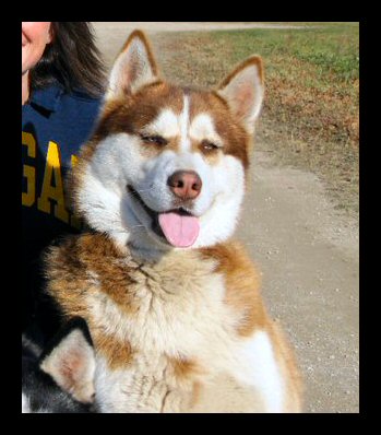 truman-dakota-and-piebald-male-husky-garalyn-skeel2.jpg